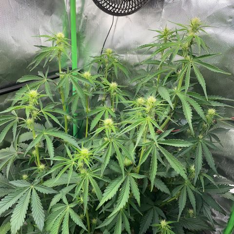 Papaya Dragon Auto - by Killicz growlog timeline photo