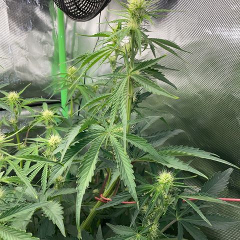 Papaya Dragon Auto - by Killicz growlog timeline photo
