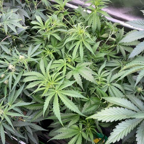 HulkBerry Automatic - by Killicz growlog timeline photo