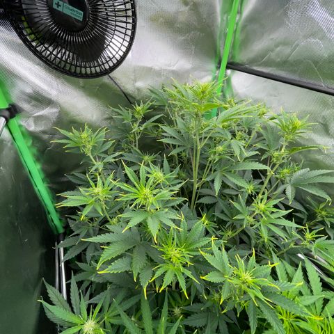 Ganja Runtz Auto - by Killicz growlog timeline photo