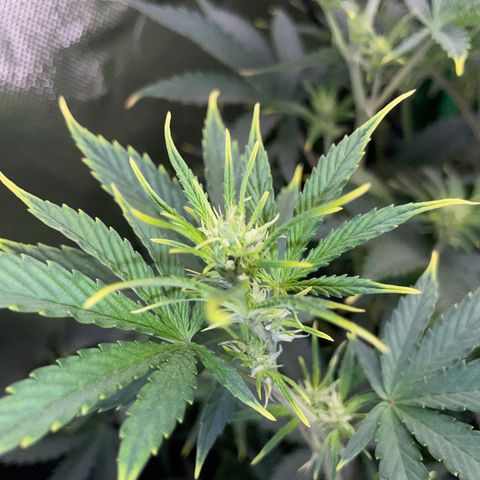 Ganja Runtz Auto - by Killicz growlog timeline photo