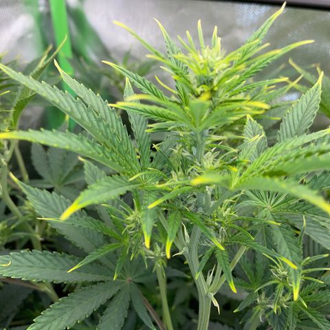 Ganja Runtz Auto - by Killicz growlog timeline photo