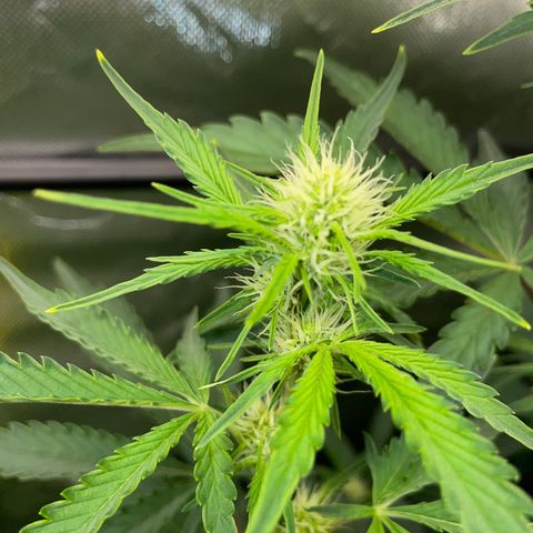 Papaya Dragon Auto - by Killicz growlog timeline photo