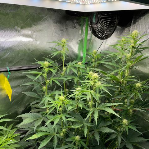 Papaya Dragon Auto - by Killicz growlog timeline photo