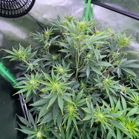 Ganja Runtz Auto - by Killicz growlog timeline photo