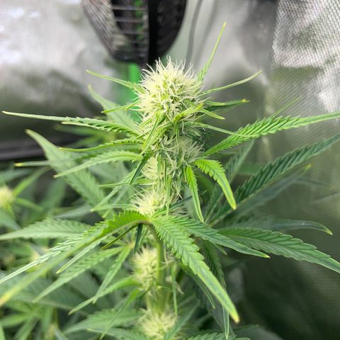 Papaya Dragon Auto - by Killicz growlog timeline photo
