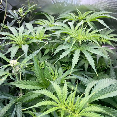 HulkBerry Automatic - by Killicz growlog timeline photo