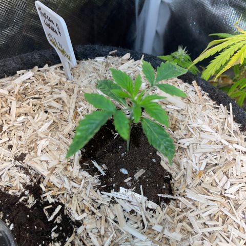 Tropicana Cookies - by Killicz growlog timeline photo