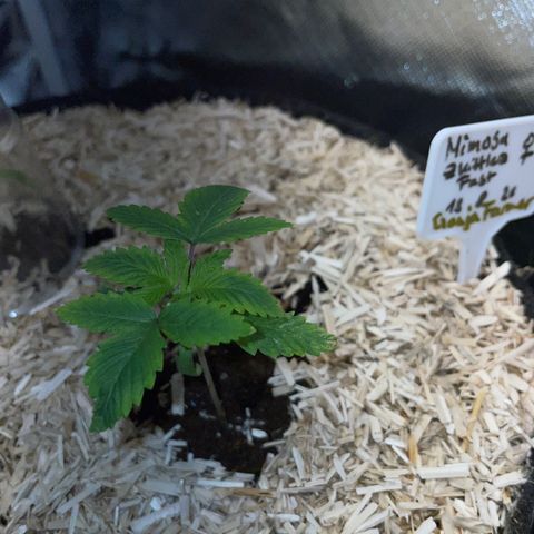 Mimosa Zkittlez Fast - by Killicz growlog timeline photo