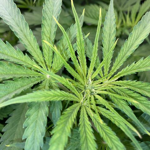 HulkBerry Automatic - by Killicz growlog timeline photo