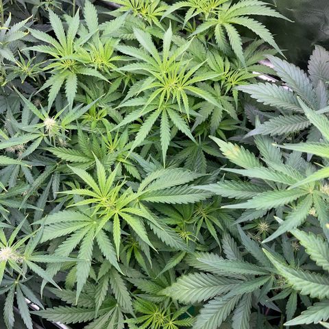 HulkBerry Automatic - by Killicz growlog timeline photo