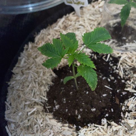 Black Domina - by Killicz growlog timeline photo