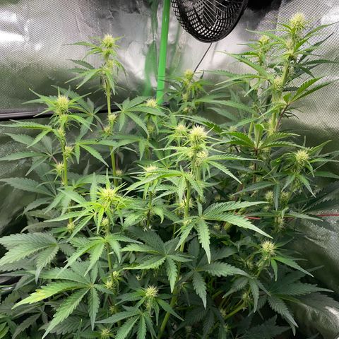 Papaya Dragon Auto - by Killicz growlog timeline photo