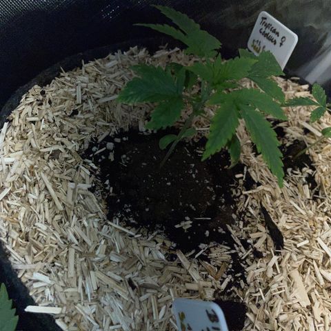 Black Domina - by Killicz growlog timeline photo