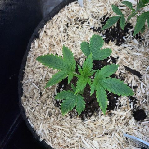 Black Domina - by Killicz growlog timeline photo