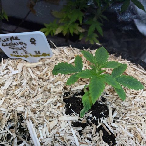 Purple Cookies Fast - by Killicz growlog timeline photo
