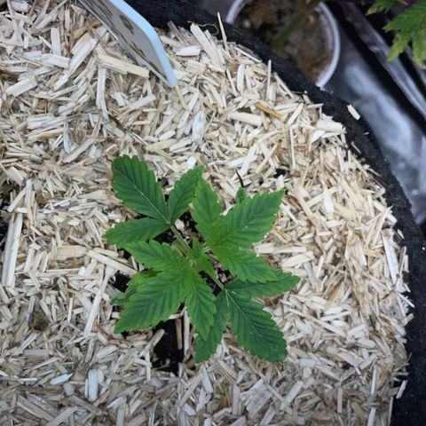 Purple Cookies Fast - by Killicz growlog timeline photo