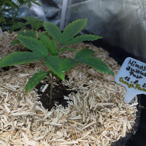 Mimosa Zkittlez Fast - by Killicz growlog timeline photo