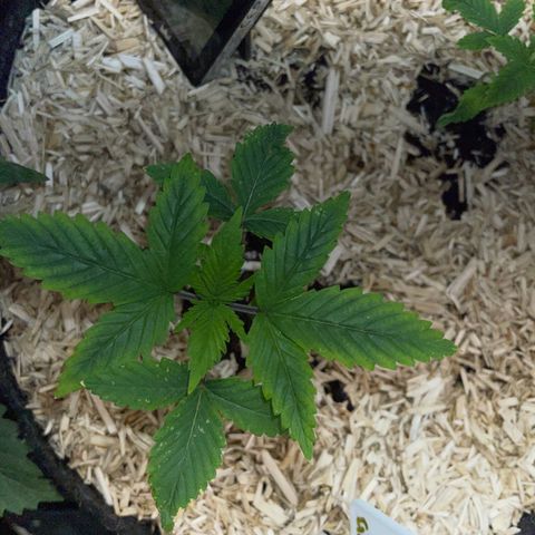 Mimosa Zkittlez Fast - by Killicz growlog timeline photo