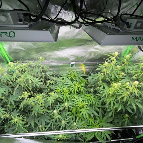 Papaya Dragon Auto - by Killicz growlog timeline photo