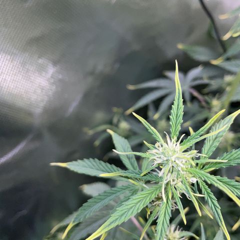 Ganja Runtz Auto - by Killicz growlog timeline photo