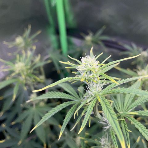 Ganja Runtz Auto - by Killicz growlog timeline photo