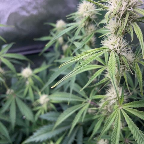 Papaya Dragon Auto - by Killicz growlog timeline photo