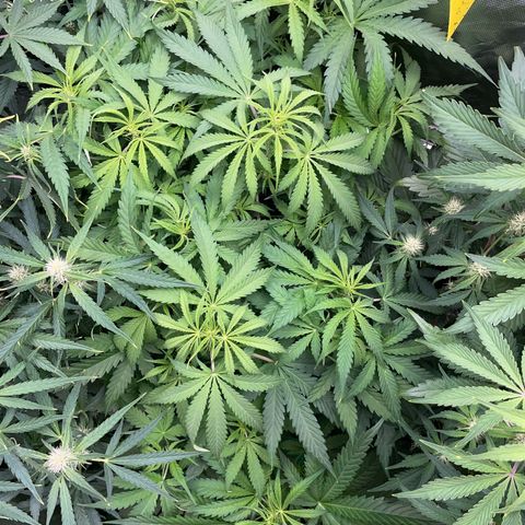 HulkBerry Automatic - by Killicz growlog timeline photo