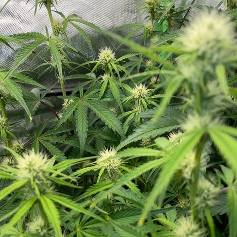 Papaya Dragon Auto - by Killicz growlog timeline photo
