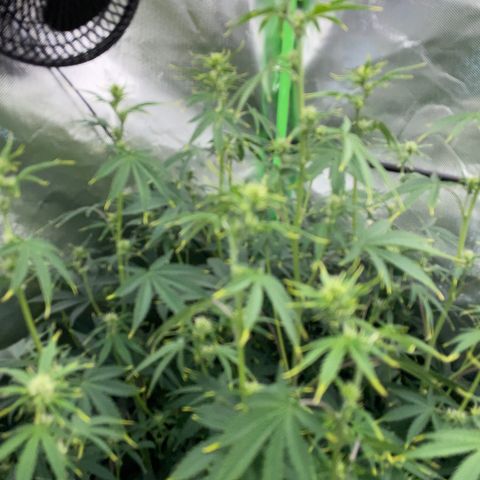 Ganja Runtz Auto - by Killicz growlog timeline photo