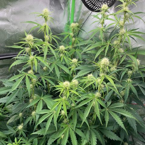 Papaya Dragon Auto - by Killicz growlog timeline photo