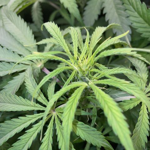 HulkBerry Automatic - by Killicz growlog timeline photo