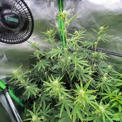 Ganja Runtz Auto - by Killicz growlog timeline photo
