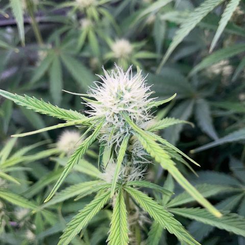 Papaya Dragon Auto - by Killicz growlog timeline photo