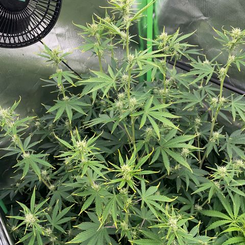 Ganja Runtz Auto - by Killicz growlog timeline photo