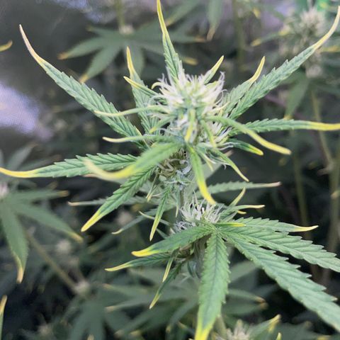 Ganja Runtz Auto - by Killicz growlog timeline photo