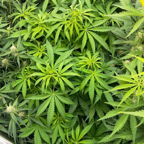 HulkBerry Automatic - by Killicz growlog timeline photo