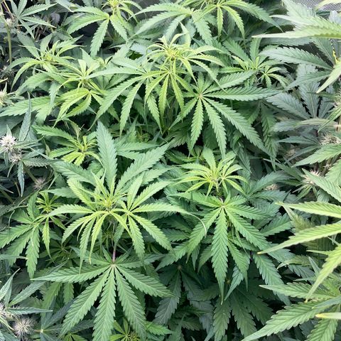 HulkBerry Automatic - by Killicz growlog timeline photo