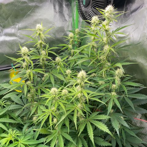 Papaya Dragon Auto - by Killicz growlog timeline photo