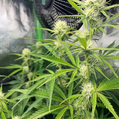 Papaya Dragon Auto - by Killicz growlog timeline photo