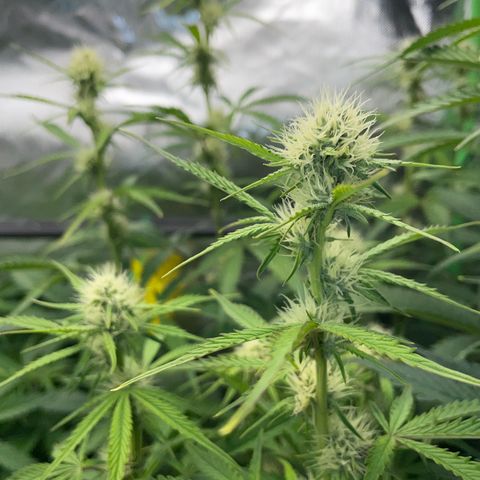 Papaya Dragon Auto - by Killicz growlog timeline photo