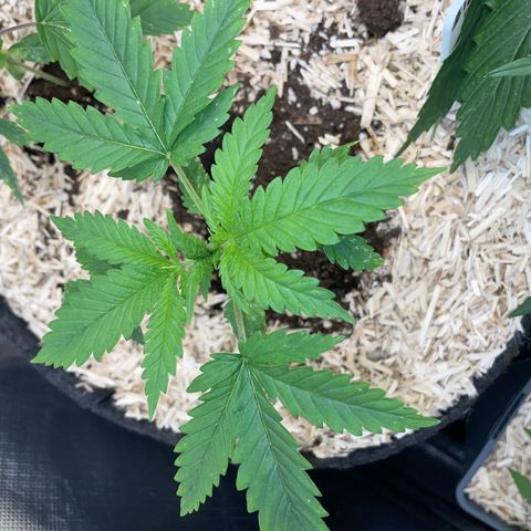 Black Domina - by Killicz growlog timeline photo
