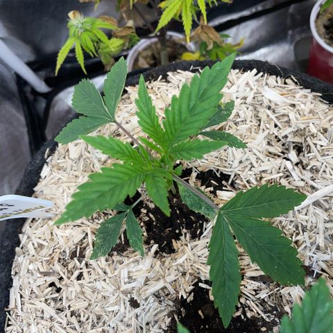 Tropicana Cookies - by Killicz growlog timeline photo