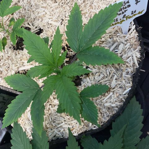 Mimosa Zkittlez Fast - by Killicz growlog timeline photo