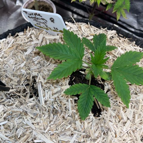 Purple Cookies Fast - by Killicz growlog timeline photo