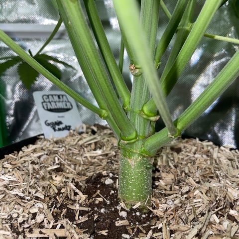 Ganja Runtz Auto - by Killicz growlog timeline photo