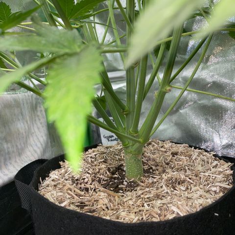 Ganja Runtz Auto - by Killicz growlog timeline photo