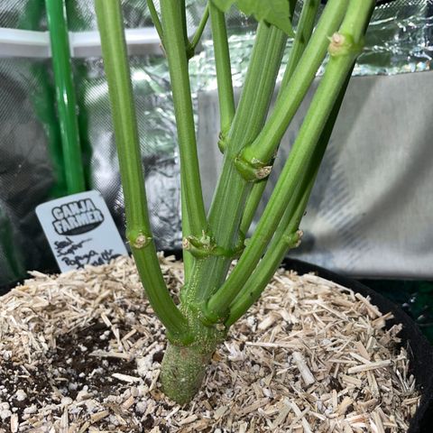 Papaya Dragon Auto - by Killicz growlog timeline photo