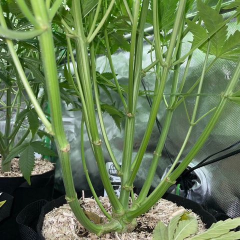 HulkBerry Automatic - by Killicz growlog timeline photo