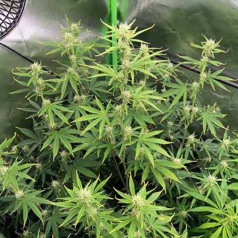 Ganja Runtz Auto - by Killicz growlog timeline photo